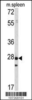 PRL1 Antibody