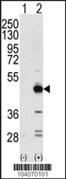 TRIB3 Antibody (N-term)