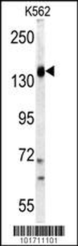 PI3KCG Antibody (C-term)