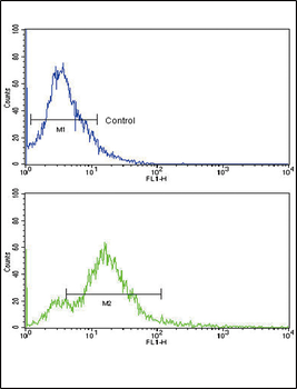 Activin A Receptor Type IB (ACVR1B) Antibody (Center)