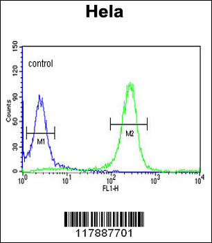 FYN Antibody (N-term)