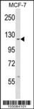 c ABL (ABL1) Antibody (C-term)