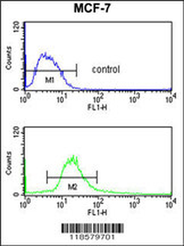 POLDIP2 Antibody (C-term)