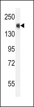 SRC1 Antibody (C-term)