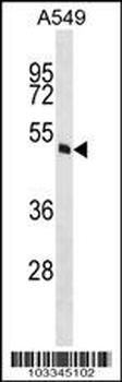 MOK Antibody (C-term)