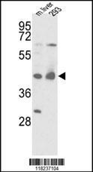 IDH1 Antibody (N-term)