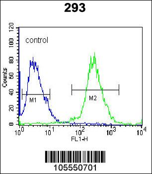 UCK2 Antibody (C-term)