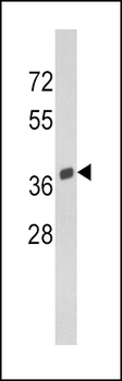 SPARC Antibody (C-term)