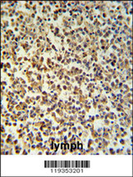 GZMB Antibody (C-term)