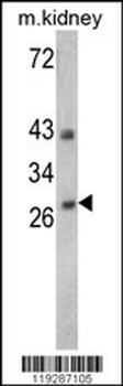 ENDOG Antibody (C-term)