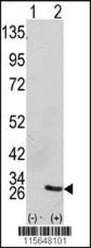 GRB2 Antibody (Center)