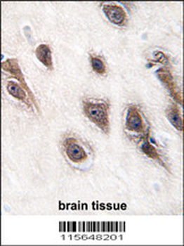 GRB2 Antibody (Center)