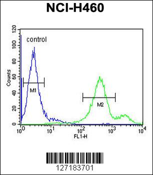 EBPL Antibody (C-term)