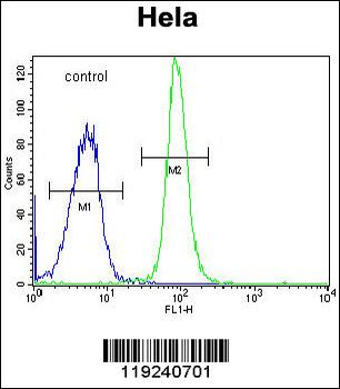 DONSON Antibody (Center)