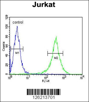 GNE Antibody (C-term)