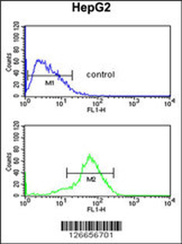 RSAD1 Antibody (C-term)