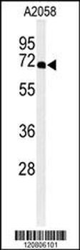 XRCC6 Antibody (C-term)