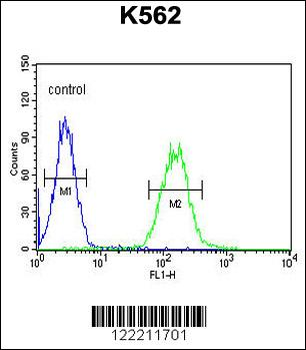 CNGA2 Antibody (N-term)