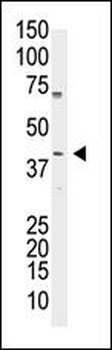 OCT4 (OCT3) Antibody (N-term)