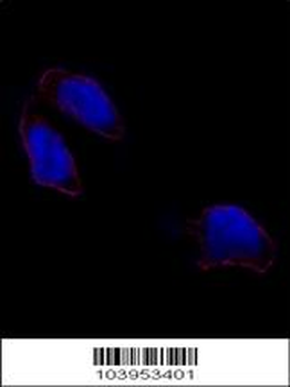 OCT4 (OCT3) Antibody (N-term)