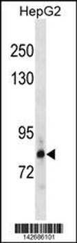 HDGR2 Antibody (N-term)
