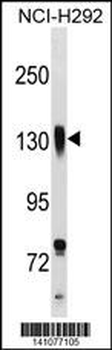 ITGB1 Antibody (C-term)