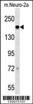 Mouse Dcc Antibody (C-term)