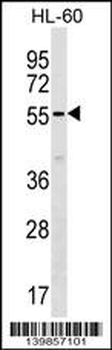 SAMM50 Antibody (Center)