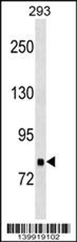 TNKS1BP1 Antibody (Center)