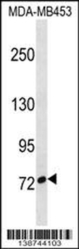 CUX1 Antibody (C-term)