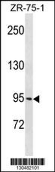 PCDHGB1 Antibody (C-term)
