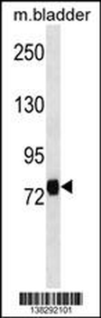 LRRC4C Antibody (Center)