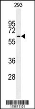 ATG14 Antibody (Center)