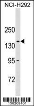 COL20A1 Antibody (C-term)