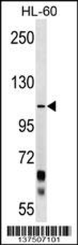 PCDHA10 Antibody (C-term)