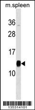 PFDN1 Antibody (C-term)