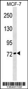 SIGLEC10 Antibody (C-term)