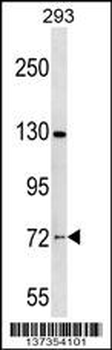NOL4 Antibody (C-term)