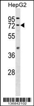 FAAH Antibody (C-term)