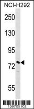 NOLC1 Antibody (N-term)