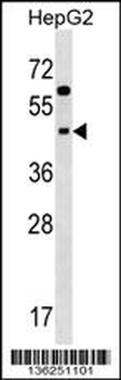 SIGLEC9 Antibody (N-term)