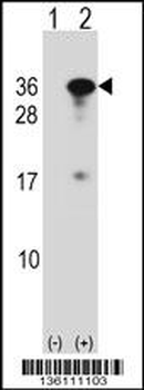 RYBP Antibody (N-term)