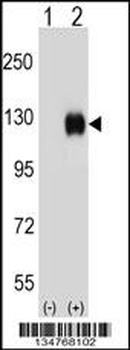 Mouse Ephb4 Antibody (Center)