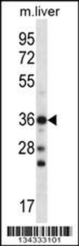 CBX8 Antibody (Center)