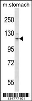 Mouse Flt3 Antibody (N-term)