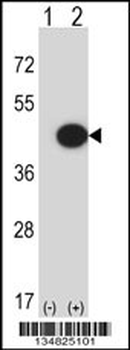 Mouse Mapk13 Antibody (C-term)