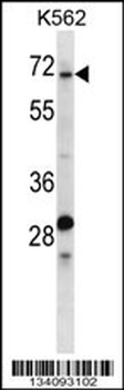 TRIP10 Antibody (N-term)