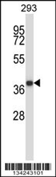 MOAP1 Antibody (N-term)