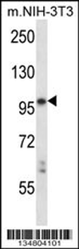Mouse Ltk Antibody (C-term)
