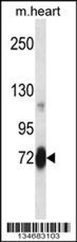 Mouse Plk2 Antibody (Center)